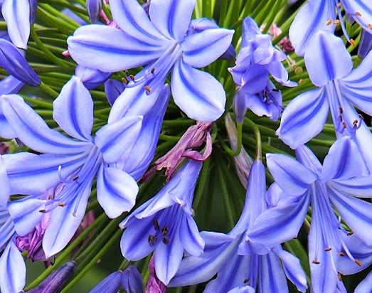 Agapanthus blauw met agapanthusmeststof