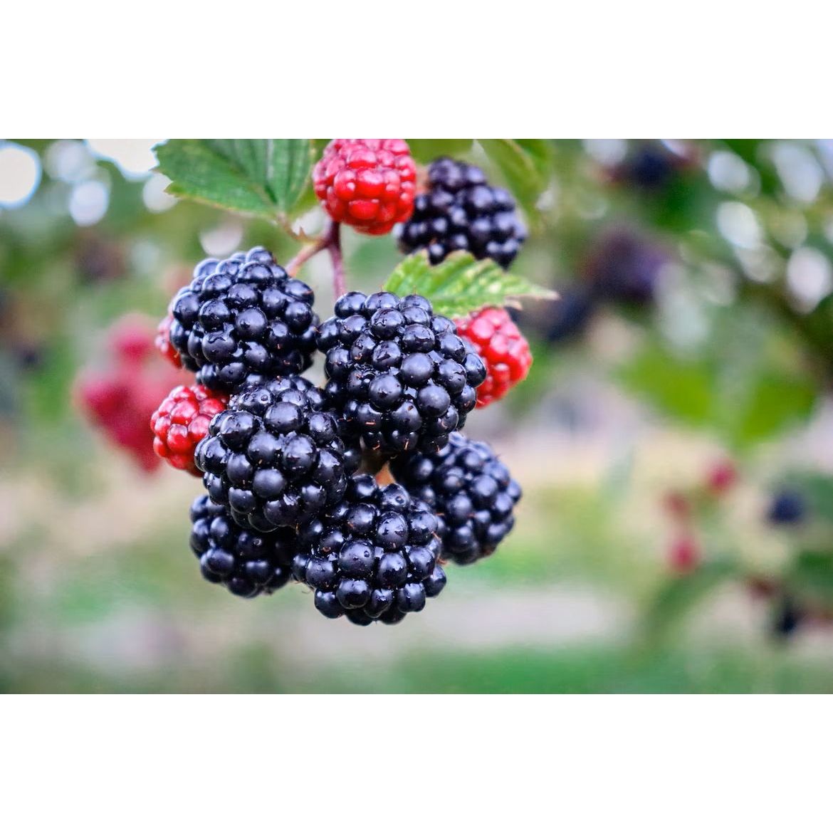 Soft fruit fertilizer