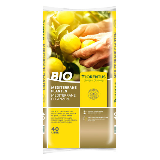 Palm ground (Trachycarpus fortunei)